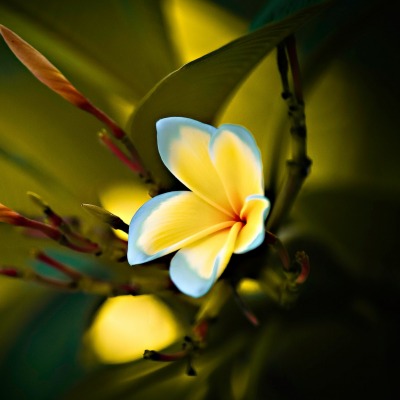цветок желтый ветка макро