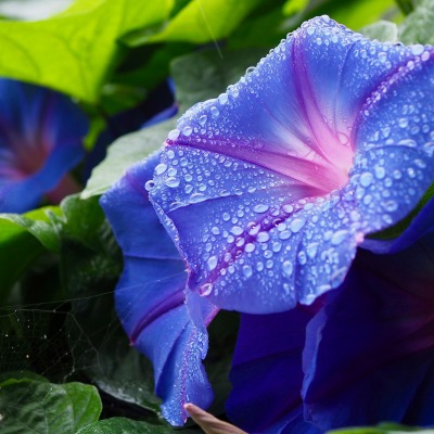 цветок макро капли фиолетовый куст