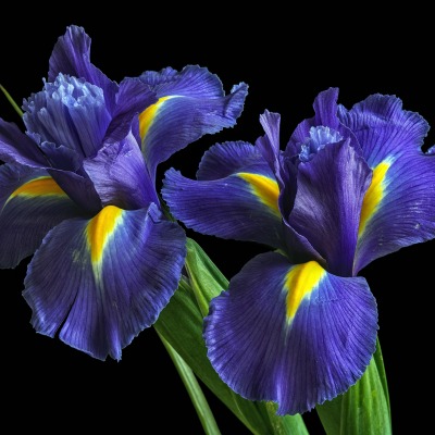 цветы ирис синие