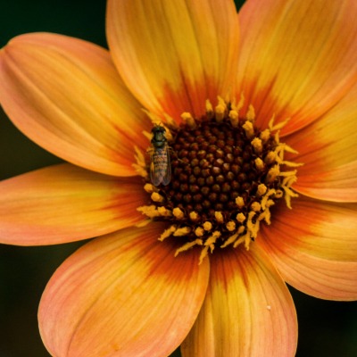 цветок желтый пчела лепестки