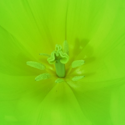 пестик цветок салатовый зеленый