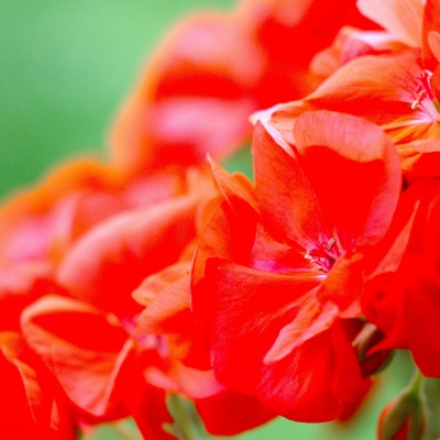 цветы букет красный лепестки куст