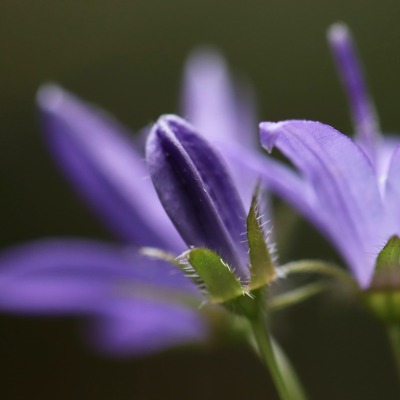 колокольчик цветы фиолетовые макро