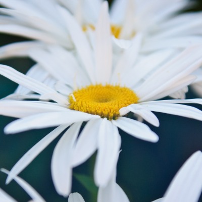 ромашка цветок макро белый лепестки