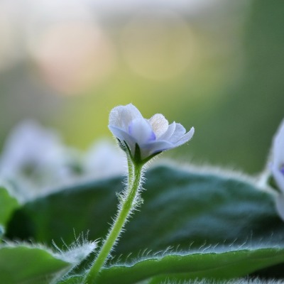 цветок макро лист белый