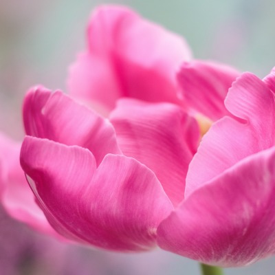 розовый цветок макро лепестки