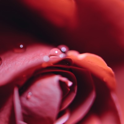 цветок капли лепестки роза бутон макро