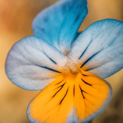 цветок анютины глазки оранжевый крупный план