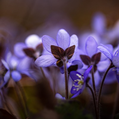 гепатика цветок фиолетовый