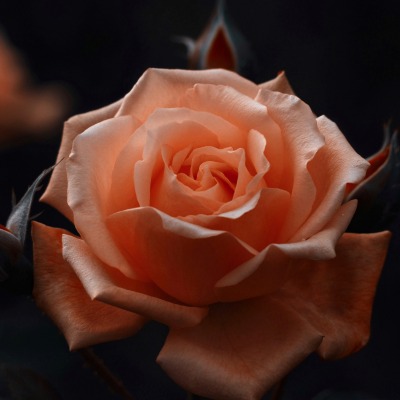 роза бутон розовая