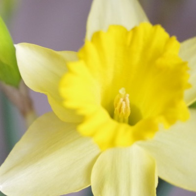 цветок желтый крупный план