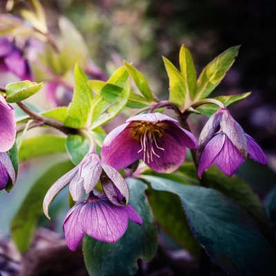 цветок фиолетовый куст ветка