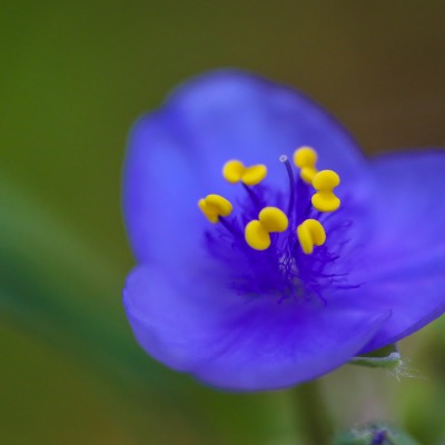 цветок синий макро