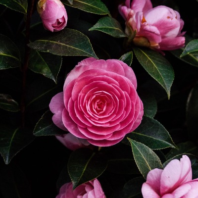 цветок роза кустовая куст бутон