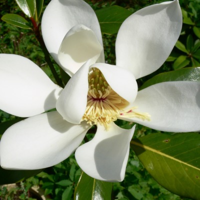 магнолия цветок белый лепестки