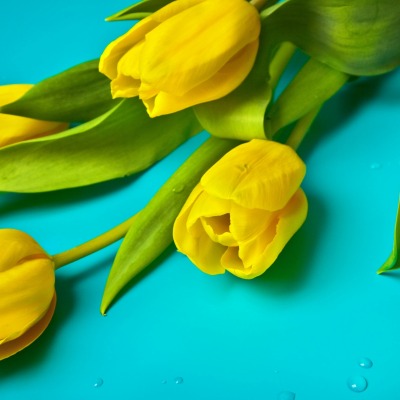 цветы тюльпаны желтый