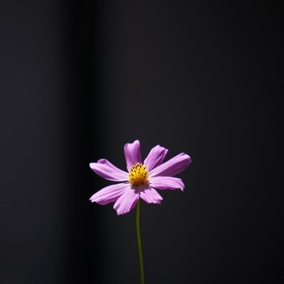 цветок темный фон лепестки розовый