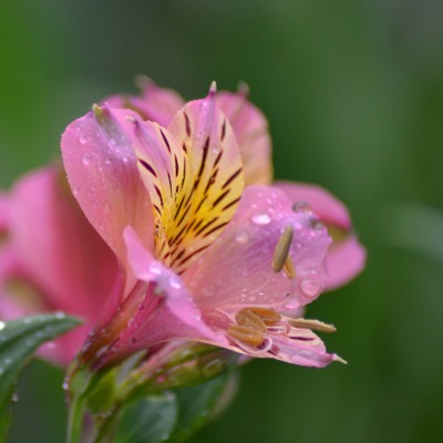 цветок розовый капли крупный план