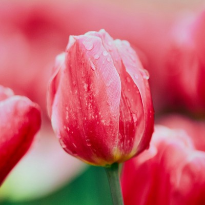 красные тюльпаны весна капли
