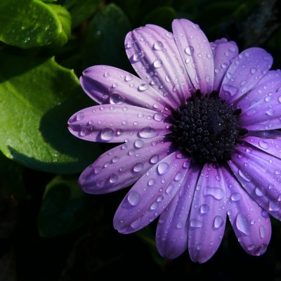 цветок фиолетовый капли лепестки