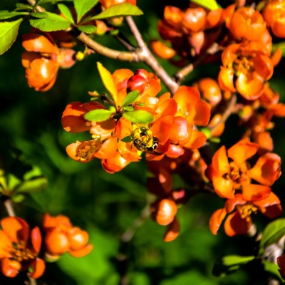хеномелес цветок ветка оранжевый