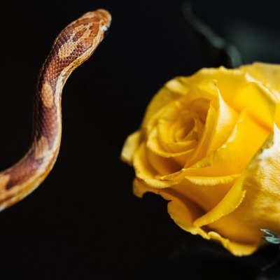 роза желтая змея черный фон
