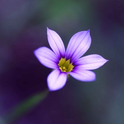 цветок лепестки минимализм