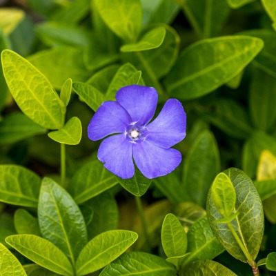 трава зелень цветок фиолетовый