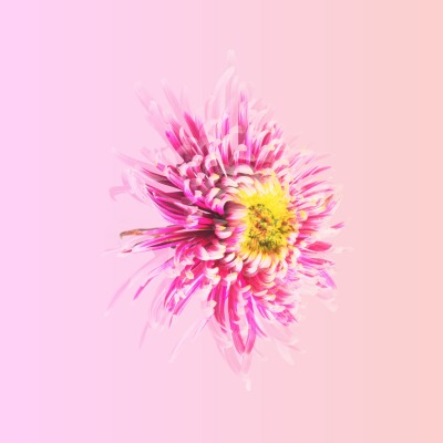 маргаритка цветок розовый