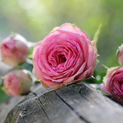 розы бревно крупный план