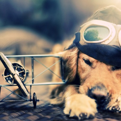 Собака пилот