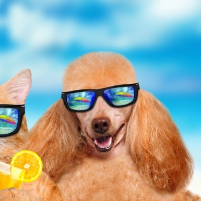 юмор собаки отдых пляж