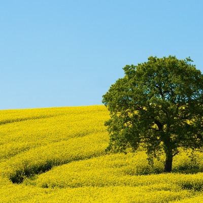 дерево поле рапс желтое