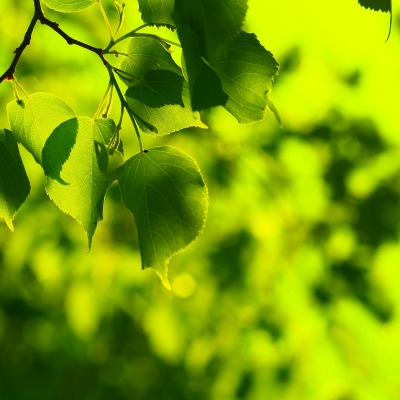 листья зелень лекто лучи