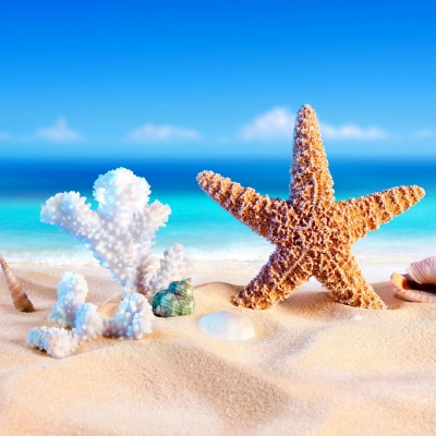 морская звезда ракушки море пляж песок