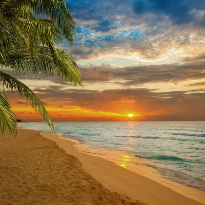 побережье пляж закат пальма берег море