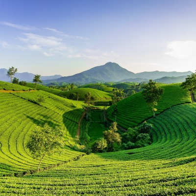 холмы зелень рис