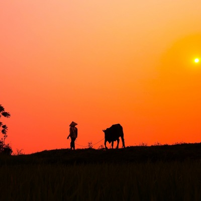 солнце оранжевый поле силуэт бык