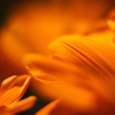 Цветы, размытый фон, оранжевый