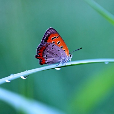 Бабочка на травинке макро