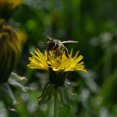 макро одуванчик животное насекомое пчела цветы природа