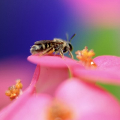 пчела макро