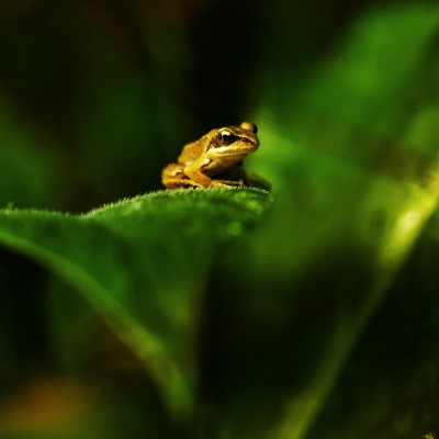 растение лягушка животное природа лист