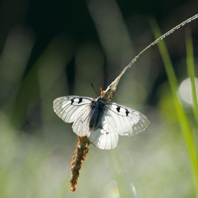 Бабочка макро природа