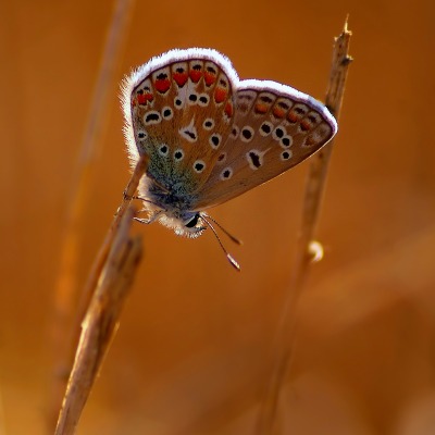 природа животные насекомое бабочка макро