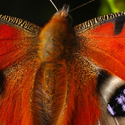 природа животные насекомое бабочка узоры