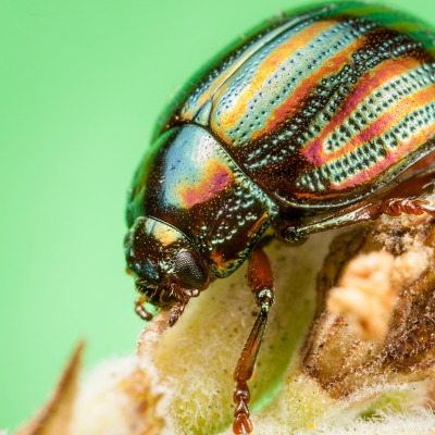 макро насекомое животное жук