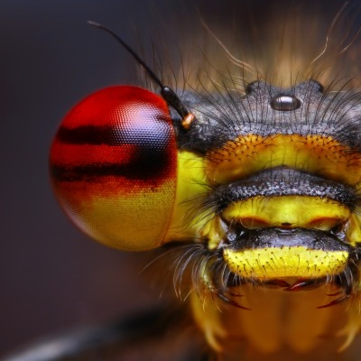 природа макро насекомое глаза