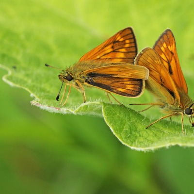 природа насекомое мотыли лист макро животные