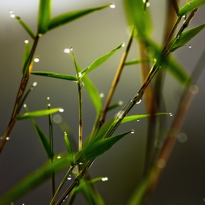трава капли grass drops